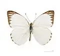 Dorsal view