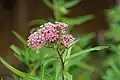 Asclepias incarnata flowers