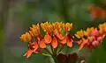 (Asclepias tuberosas)