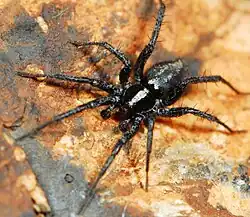male A. oconnori
