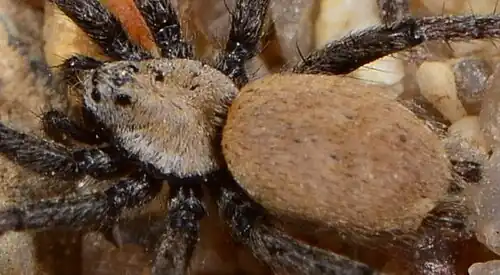 female