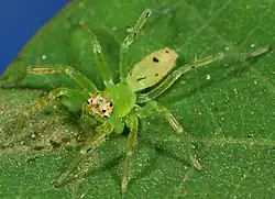 female