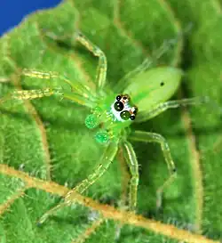 juvenile male