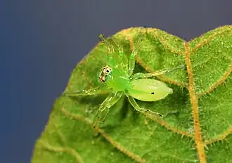 juvenile male