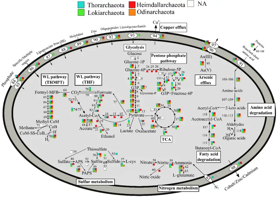 Metabolic pathways of Asgard archaea, varying by phyla,[28] now de-ranked[2]