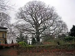 Asgill House's copper beech tree, which was planted in 1813 and died in the winter of 2013/14