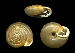 Ashmunella levettei angigyra