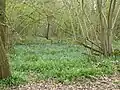 Ashenground Wood