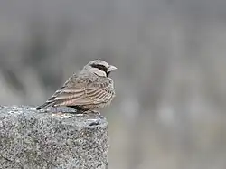 Male from Bhadravathi, Karnataka