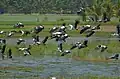 Openbill storks