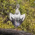 Asian openbill