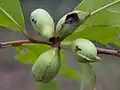 Fruits