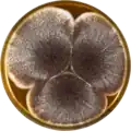 Aspergillus aculeatinus growing on MEAOX plate
