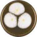 Aspergillus affinis growing on MEAOX plate
