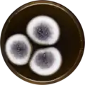 Aspergillus chinensis growing on MEAOX plate