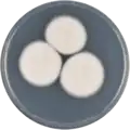 Aspergillus coreanus growing on CYA plate