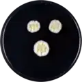 Aspergillus cremeus growing on CYA plate