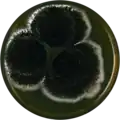 Aspergillus floridensis growing on MEAOX plate