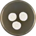 Aspergillus frequens growing on MEAOX plate