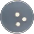Aspergillus haitiensis growing on CYA plate
