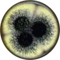 Aspergillus labruscus growing on MEAOX plate