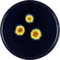 Aspergillus megasporus growing on YES plate
