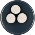 Aspergillus polyporicola growing on CYA plate
