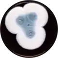 Aspergillus pseudoviridinutans growing on MEAOX plate