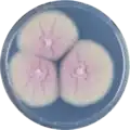 Aspergillus roseoglobulosus growing on CYA plate