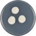 Aspergillus tanneri growing on CYA plate