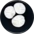 Aspergillus udagawae growing on CYA plate