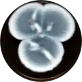 Aspergillus udagawae growing on MEAOX plate