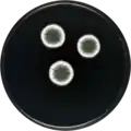 Aspergillus venenatus growing on CYA plate