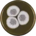 Aspergillus venezuelensis growing on MEAOX plate