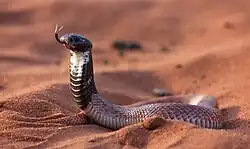 The shield-nosed cobra (Aspidelaps scutatus) has a greatly enlarged rostral scale.