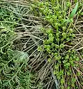 Fiddleheads emerging in spring