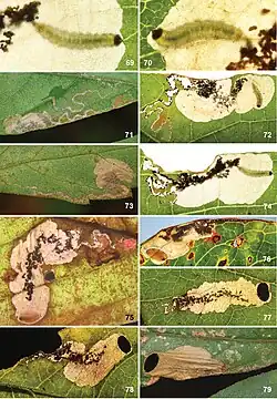 A collage of photos showing 11 images of green larvae with dark heads and various leaf mines