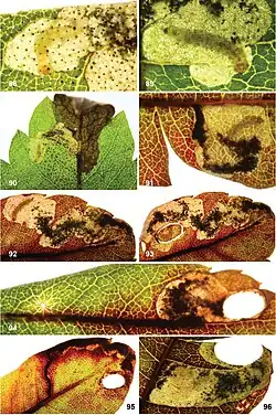A collage of photos showing 9 images of leaf mines
