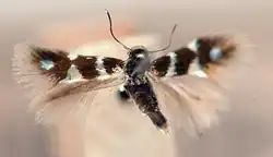 A moth with its wings spread. The forewings are brown with white markings, the hindwings are feather-like with no markings