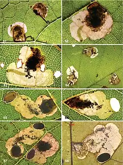 A collage of photos showing 8 images of leaf minesLarvae and leaf mines of A. oinophylla on Vitis leaves