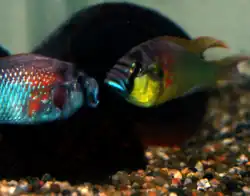 Haplochromini: Astatotilapia burtoni is one of the few Tanganyika species,[54] unlike other African Great Lakes where most belong to this tribe[55]