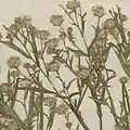 S. × longulum: Aster longulus specimen collected July 1892, Mille Lacs County, Minnesota, US.