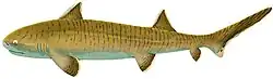 Asteracanthus ornatissimus