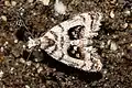 Top-down view of living A. inspoliata