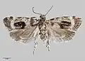 Male holotype specimen held at the Auckland War Memorial Museum.