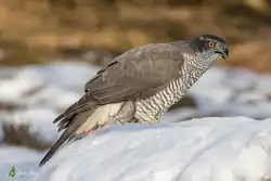 Eurasian goshawk, Veneto