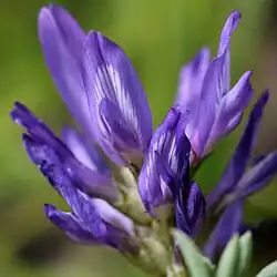 Close-up of flowers