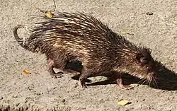 African brush-tailed porcupine in zoo berlin