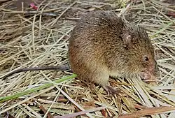 Brown rat