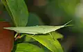 Atractomorpha lata (섬서구메뚜기)